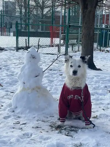 Snow, sweaters, and a very good boy!
